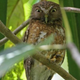 Illustration for article titled Newly-discovered owl makes the ultimate "mwhaha!" face